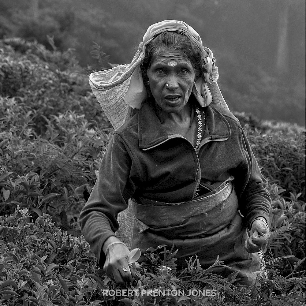 The Tamil Teapicker